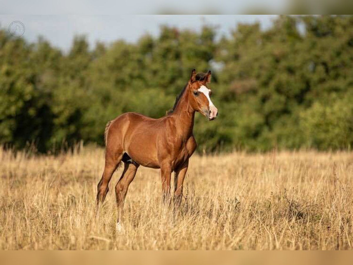 Pony francés de montar a caballo Semental Potro (01/2025) Castaño in Montagny-l&#xE8;s-Buxy