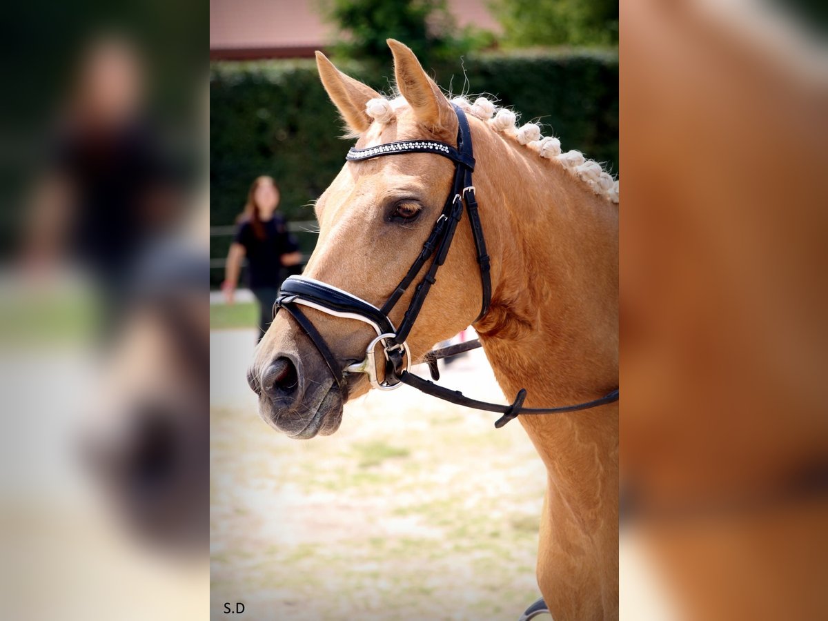 Pony francés de montar a caballo Yegua 10 años 144 cm Palomino in VALMONT