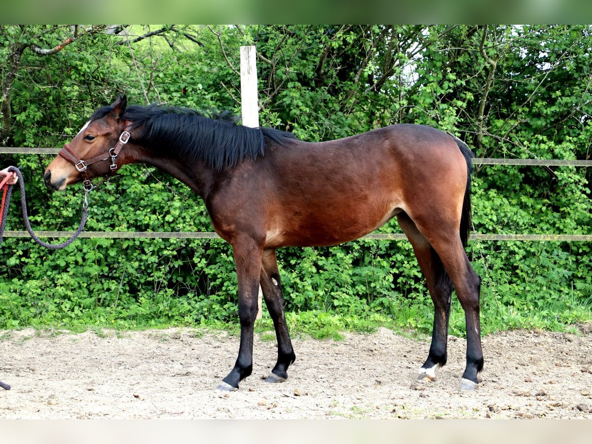 Pony francés de montar a caballo Yegua 1 año 140 cm Castaño in Bou&#xE9;e