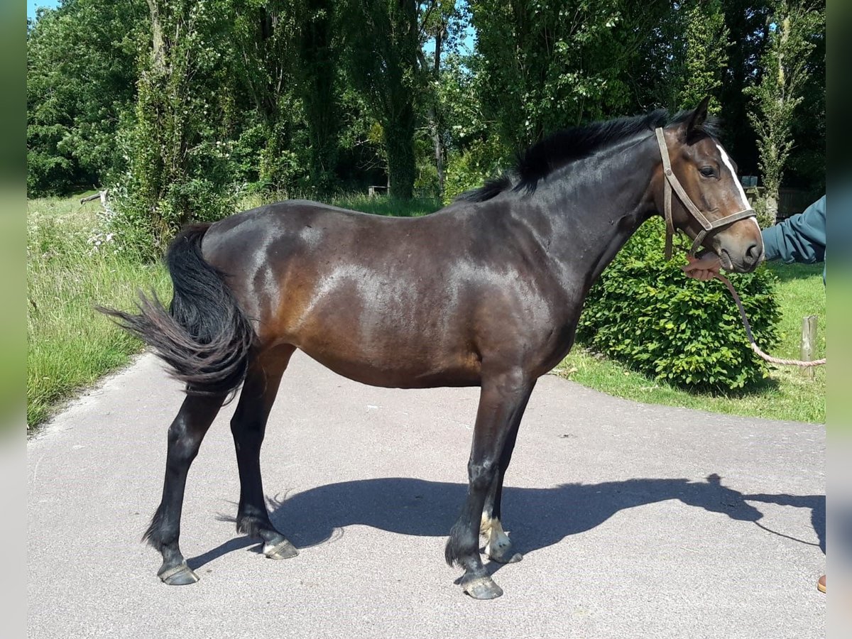 Pony francés de montar a caballo Yegua 3 años 145 cm Castaño in Fontaines
