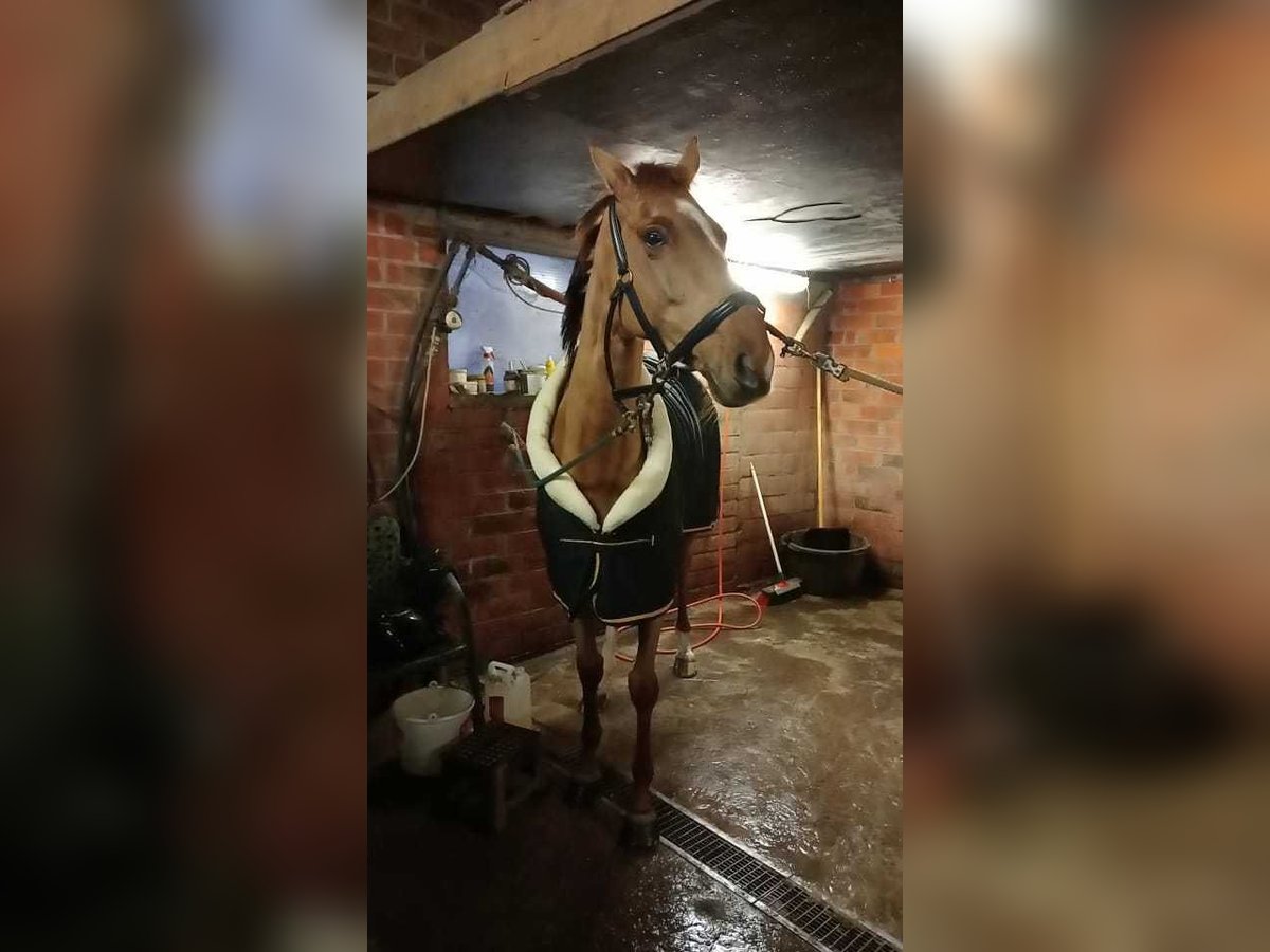 Pony francés de montar a caballo Mestizo Yegua 6 años 155 cm Alazán-tostado in LINTER