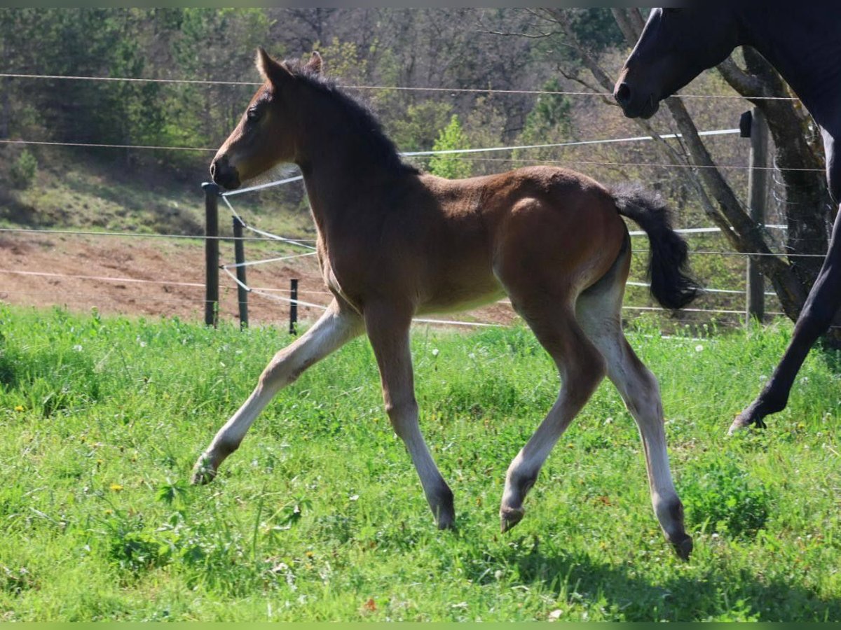 Pony francés de montar a caballo Yegua  160 cm Castaño in sisteron