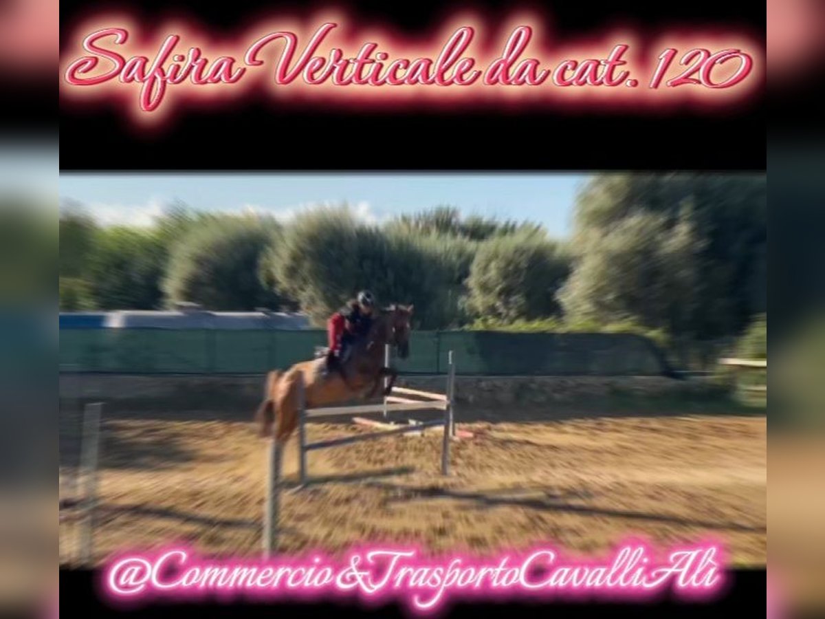 Pony Francese Mix Giumenta 11 Anni 145 cm Sauro in Solarino
