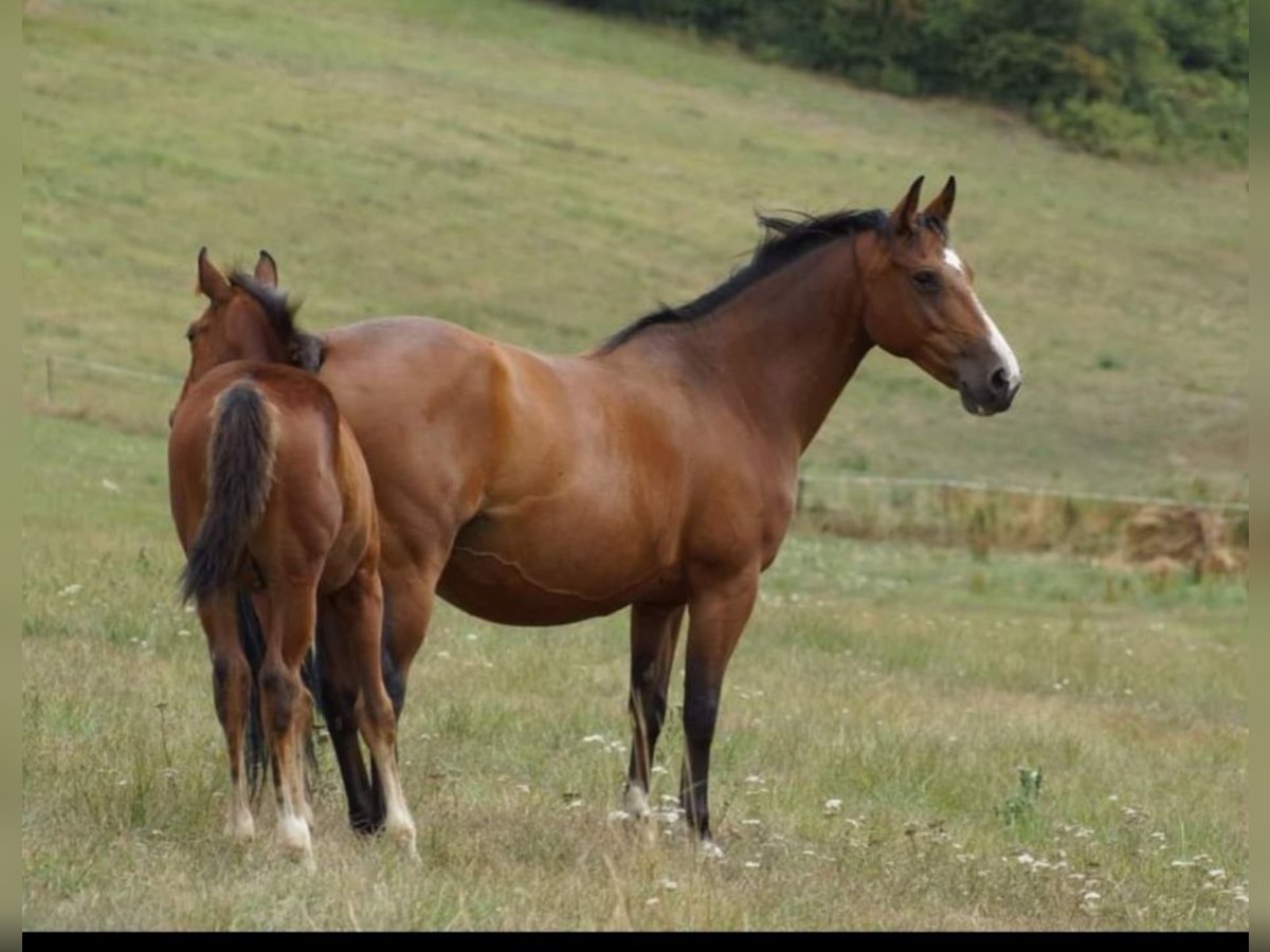 Pony Francese Giumenta 11 Anni 146 cm Baio in Beaudéduit
