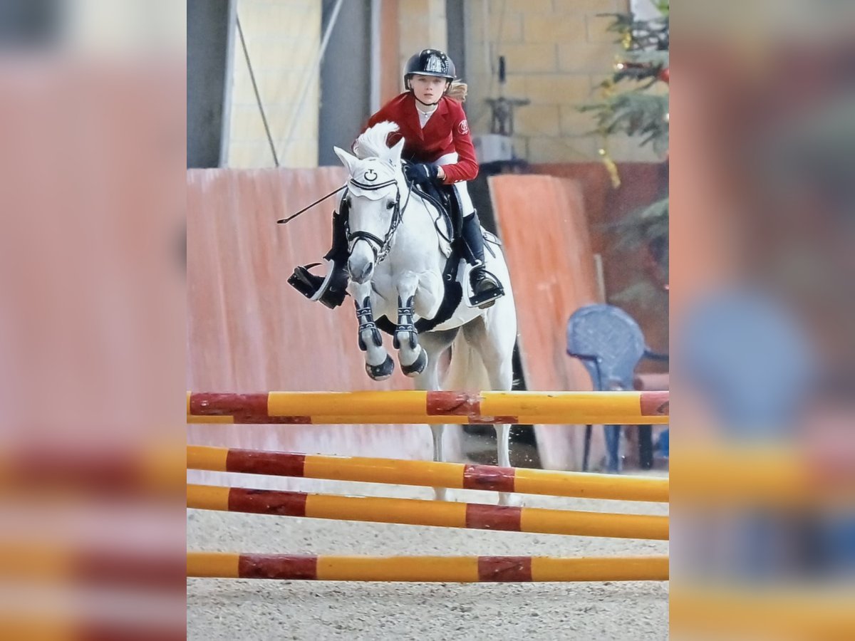 Pony Francese Giumenta 14 Anni 136 cm Grigio in Stupinigi