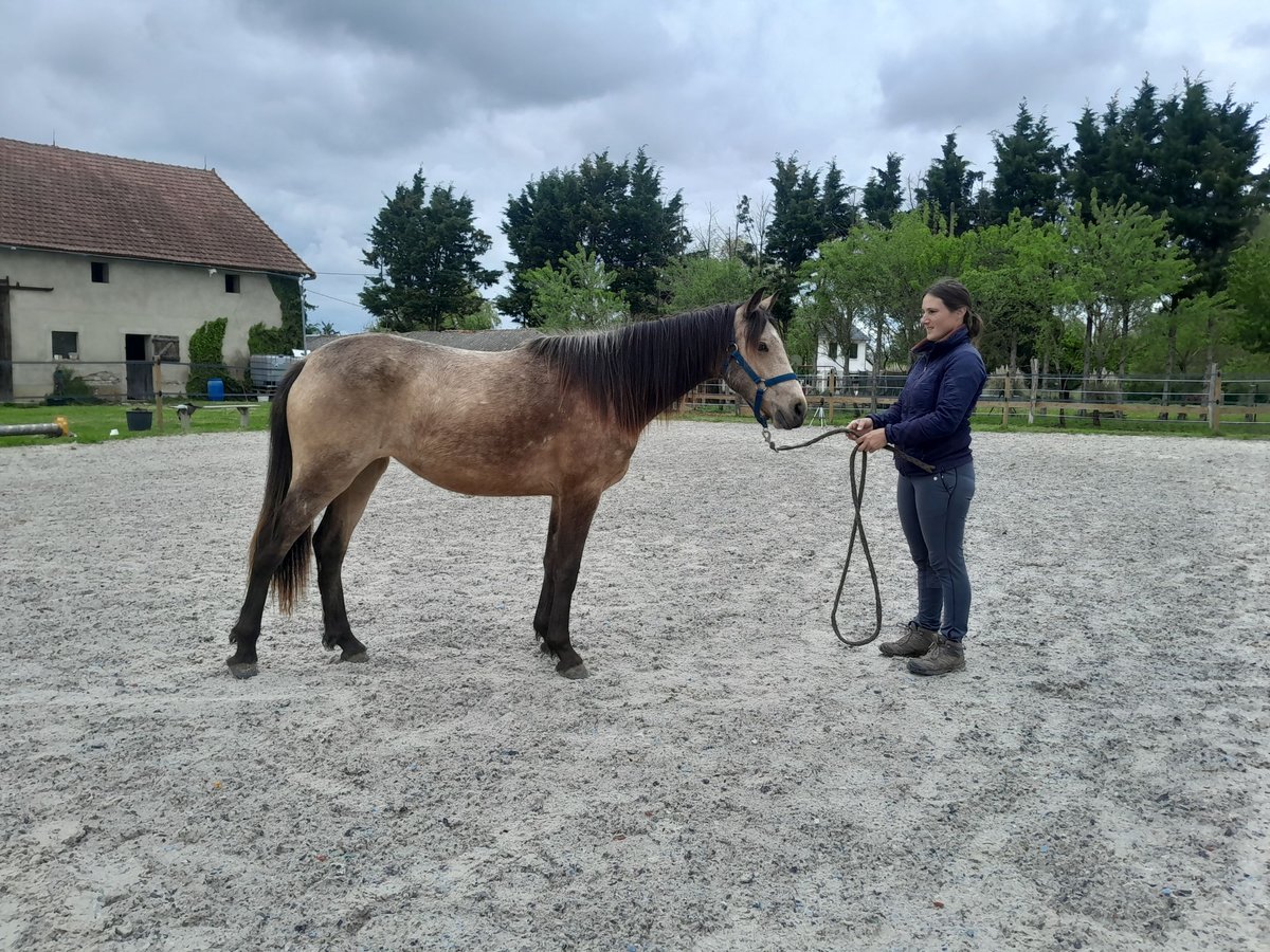 Pony Francese Giumenta 2 Anni 140 cm Falbo in Saulcet