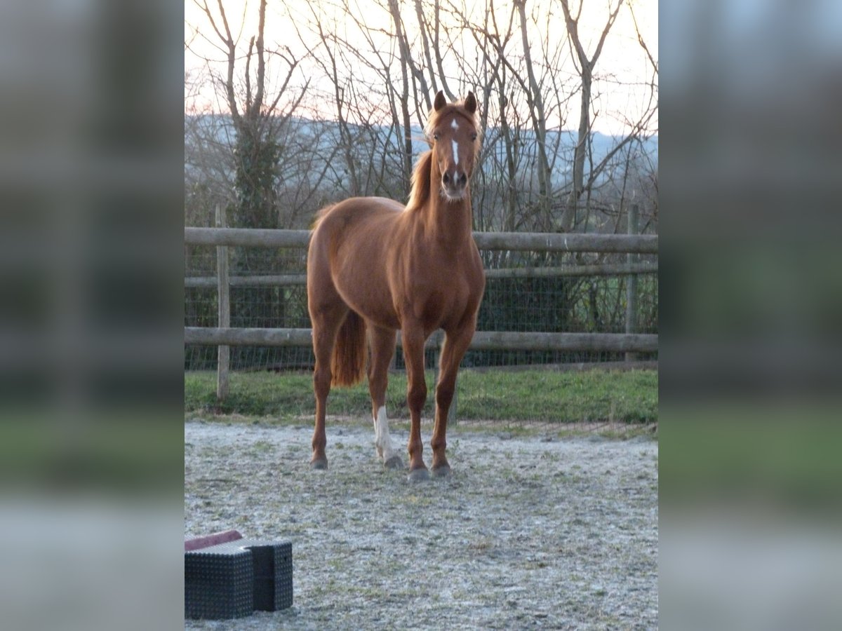 Pony Francese Giumenta 3 Anni 146 cm Sauro in Torigni-sur-Vire