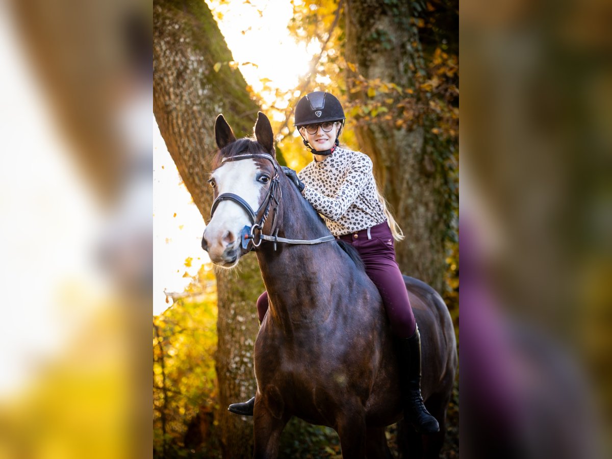 Pony Francese Giumenta 5 Anni 140 cm Baio in Courtedoux