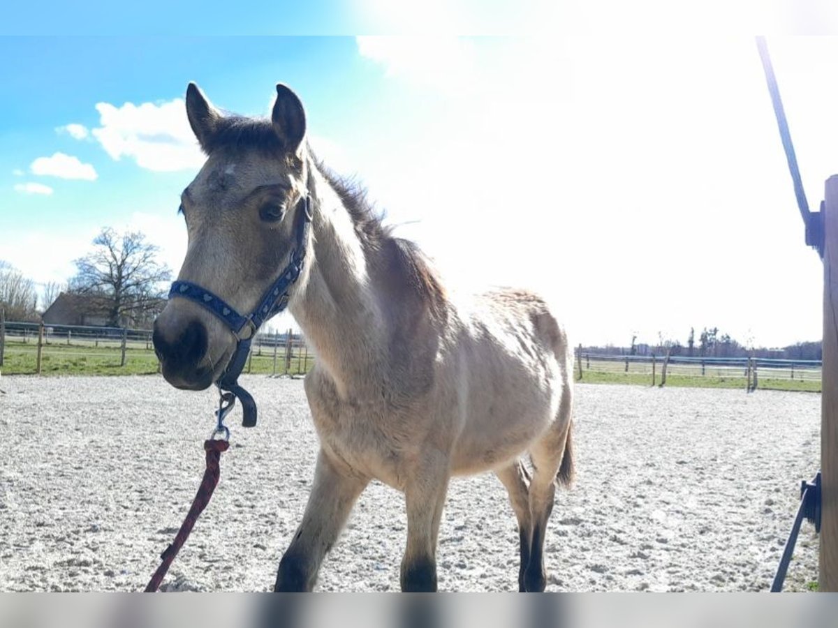 Pony Francese Stallone 1 Anno 145 cm Falbo in Contigny