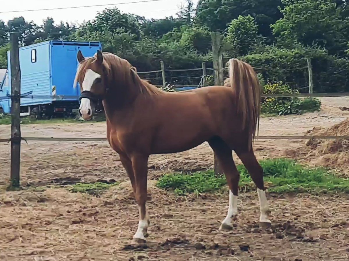 Pony Francese Stallone 3 Anni 146 cm Sauro in Bouée