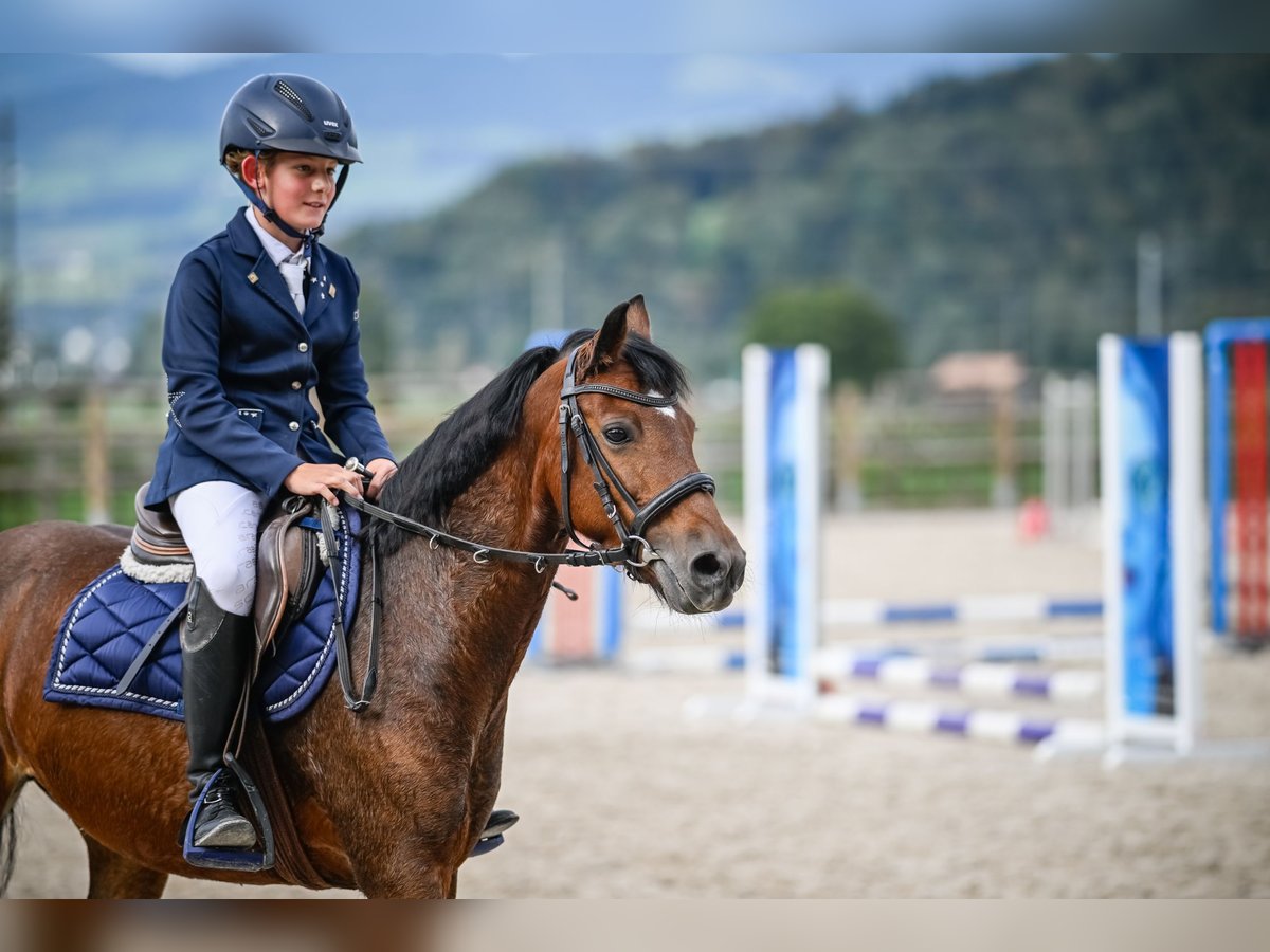 Pony Hackney Giumenta 10 Anni 133 cm Baio in Hittnau