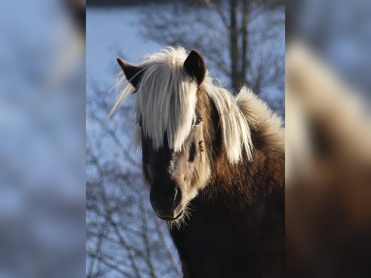 Pony Islandese Castrone 10 Anni 138 cm Baio scuro in Röthenbach/Allg.
