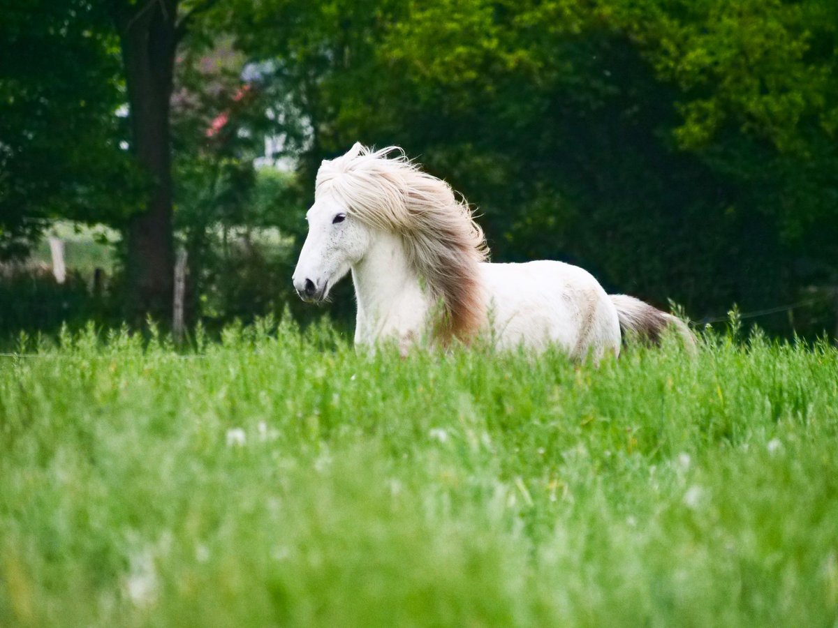 Pony Islandese Castrone 10 Anni 140 cm Grigio in Stapelfeld