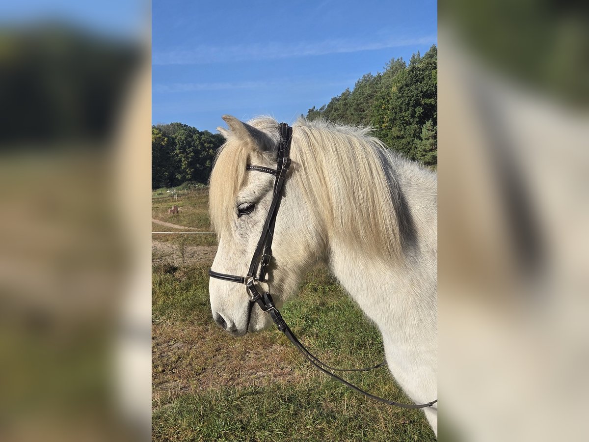 Pony Islandese Castrone 10 Anni 140 cm Grigio in Buchholz in der Nordheide