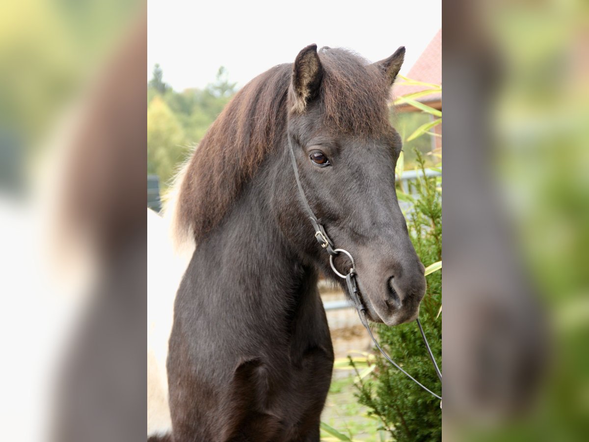 Pony Islandese Castrone 10 Anni 140 cm Pezzato in Soltau
