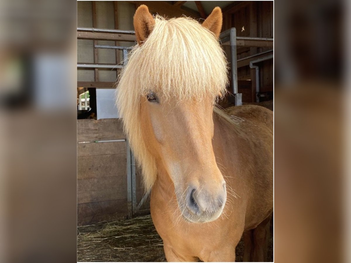 Pony Islandese Castrone 10 Anni 142 cm Sauro in Iffwil Pony Islandese Castrone 10 Anni 142 cm Sauro in Iffwil
