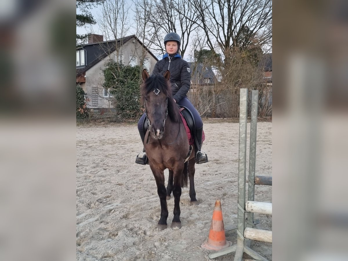 Pony Islandese Mix Castrone 10 Anni 150 cm Morello in Winsen (Aller)