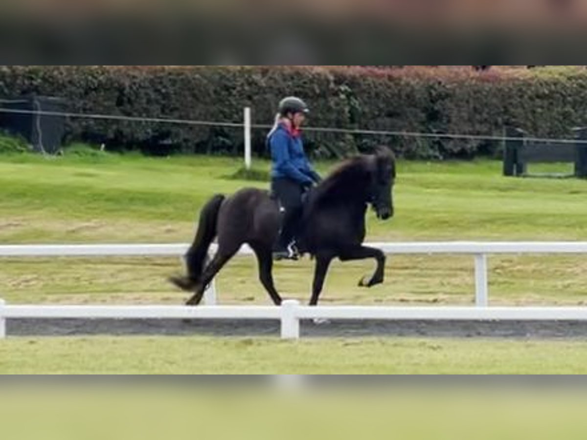 Pony Islandese Castrone 11 Anni 140 cm Morello in Wiemersdorf