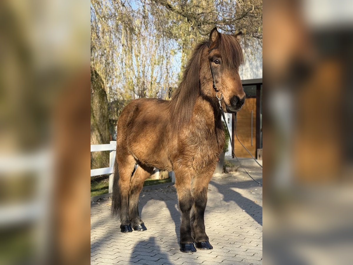 Pony Islandese Castrone 11 Anni 146 cm Baio in Lochen am See