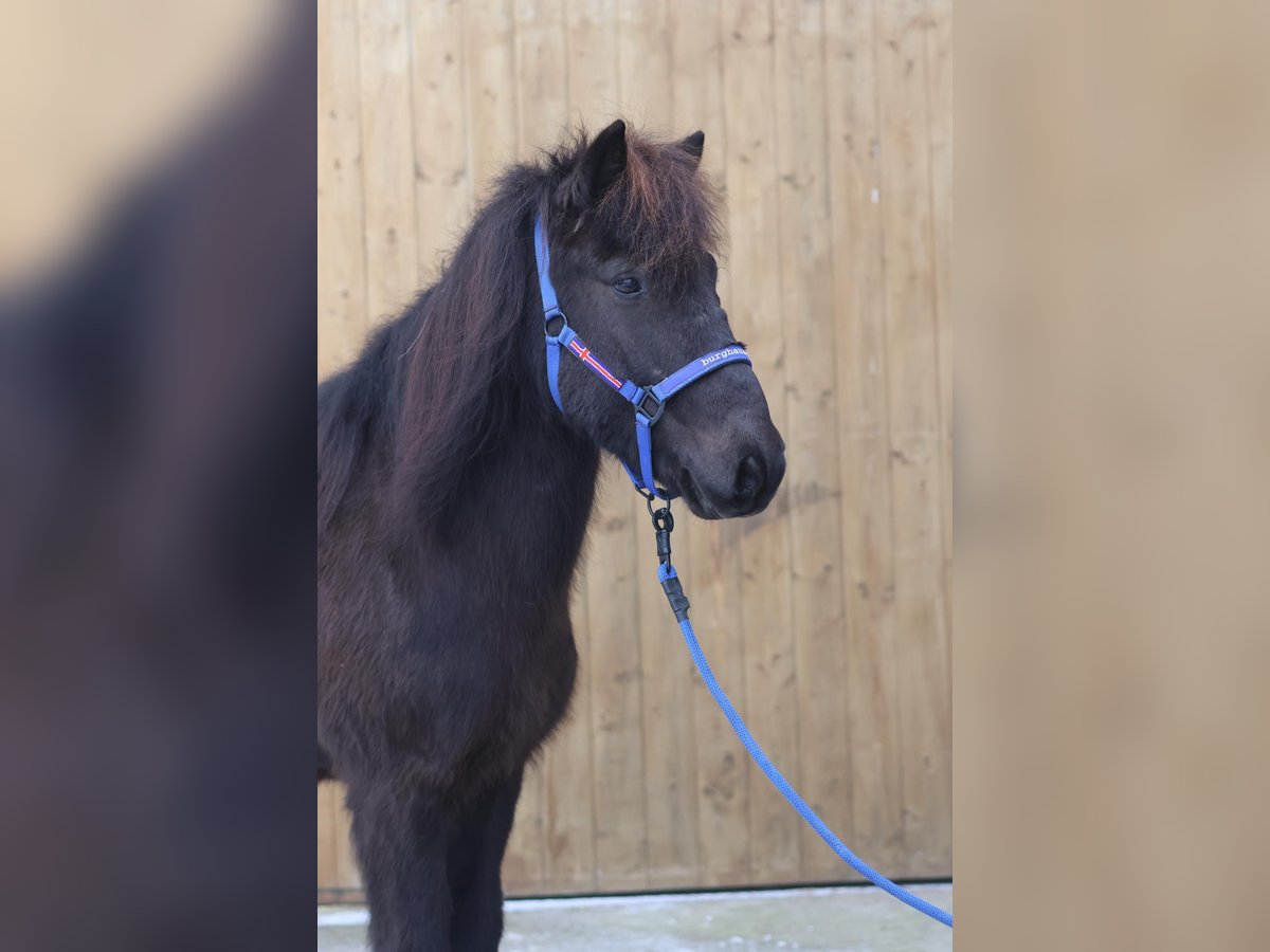 Pony Islandese Castrone 11 Anni Morello in Straßwalchen