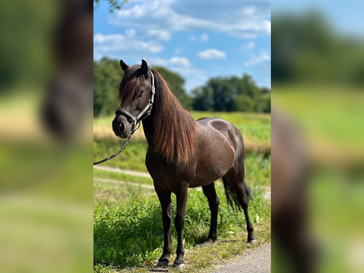 Pony Islandese Castrone 12 Anni 138 cm Morello in Schermbeck