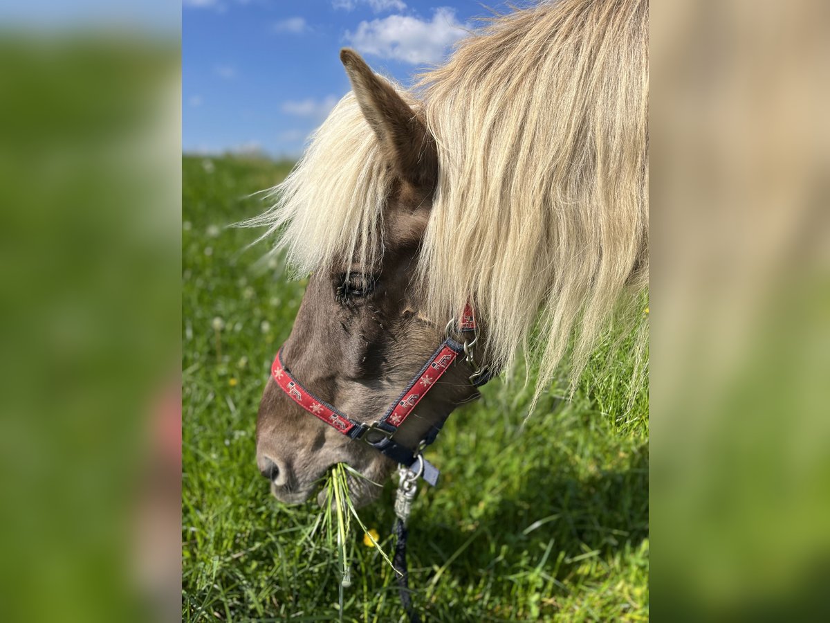 Pony Islandese Castrone 12 Anni 140 cm Sauro scuro in M&#xFC;llheim