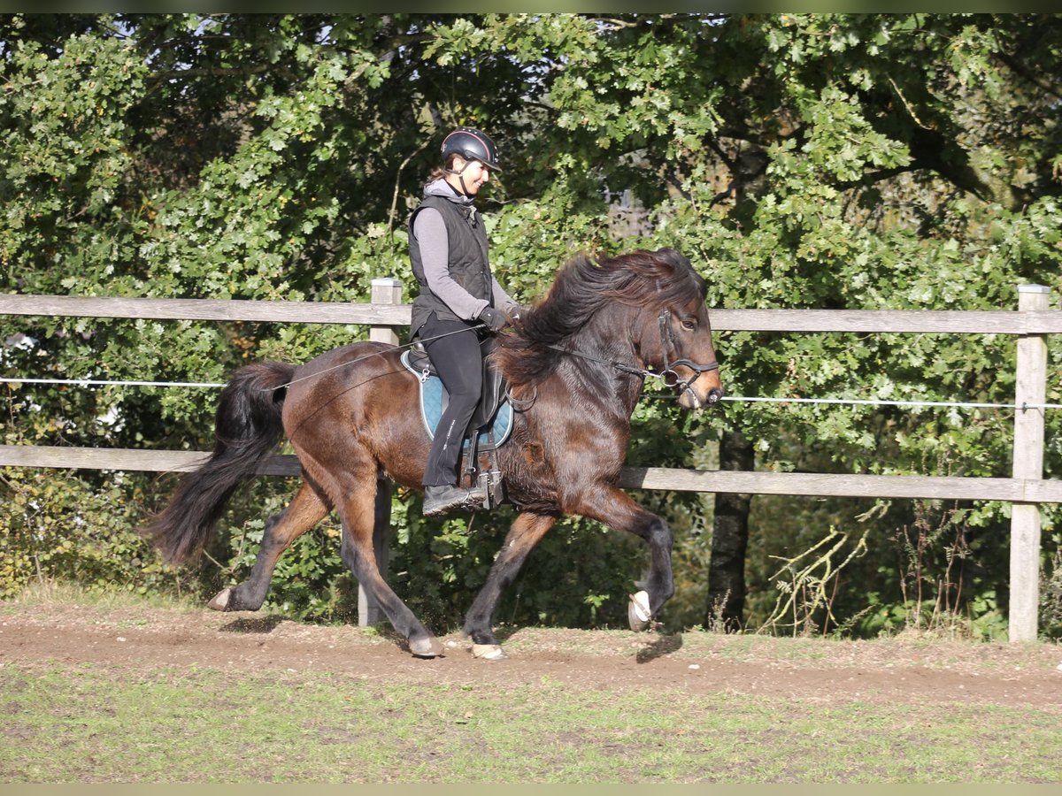 Pony Islandese Castrone 12 Anni 142 cm Baio in Klein Köhren