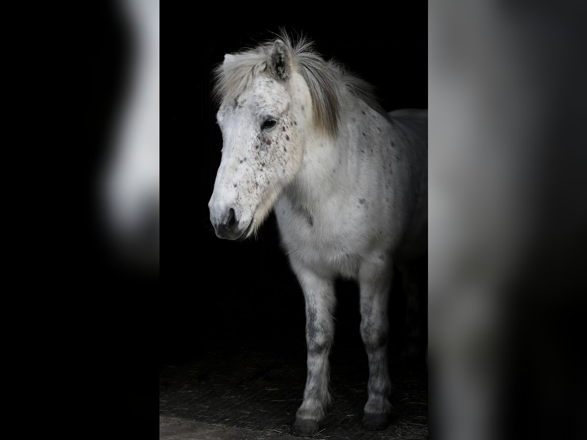 Pony Islandese Castrone 12 Anni 142 cm Grigio in Worb