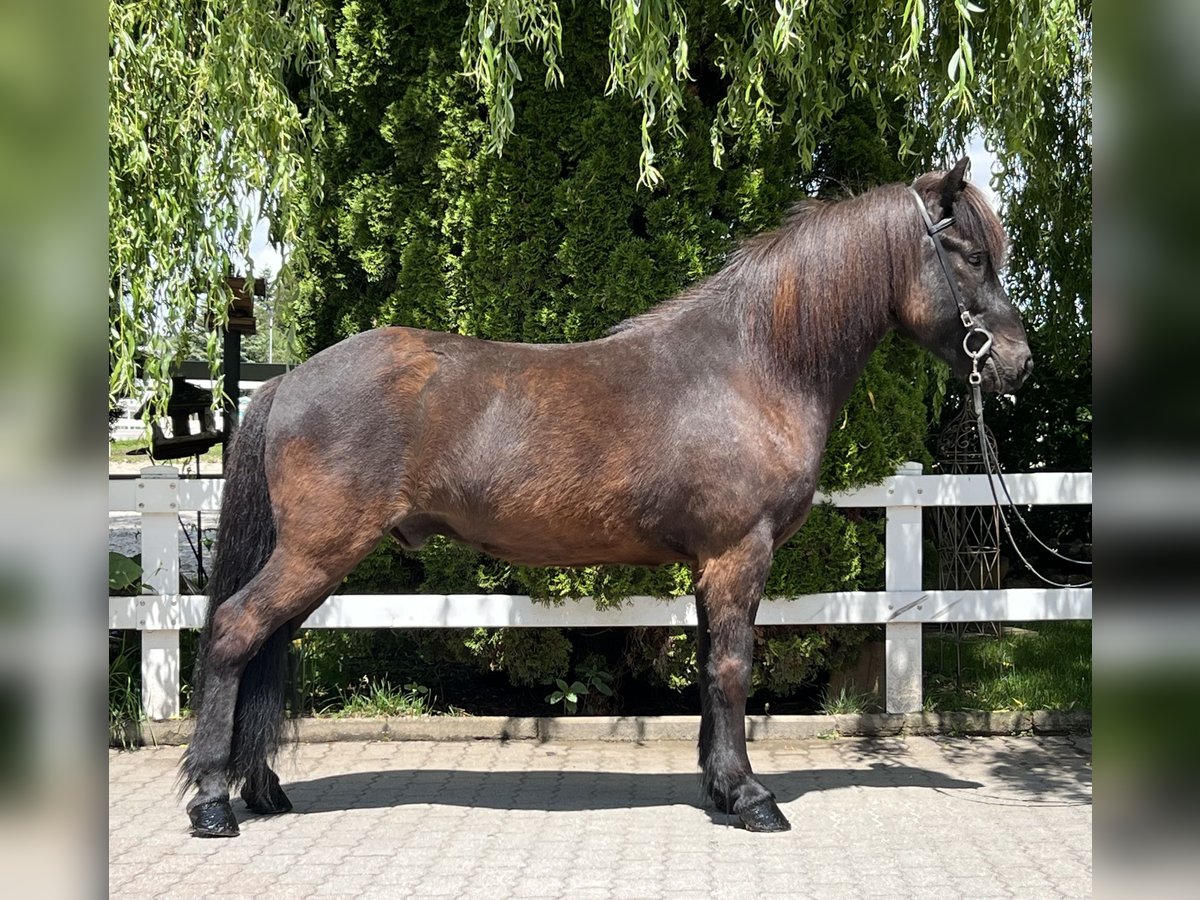 Pony Islandese Castrone 12 Anni 142 cm Morello in Lochen am See