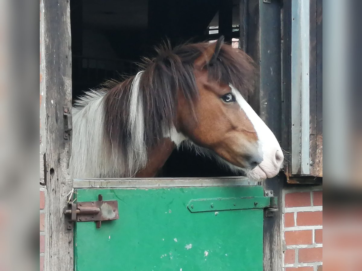 Pony Islandese Castrone 12 Anni 143 cm Pezzato in Gütersloh