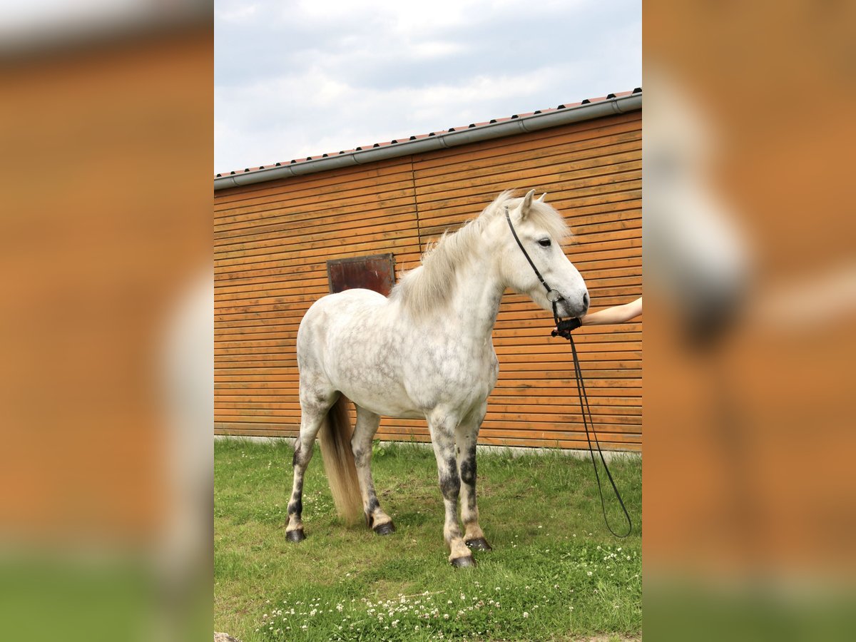 Pony Islandese Castrone 12 Anni 152 cm Grigio in Soltau