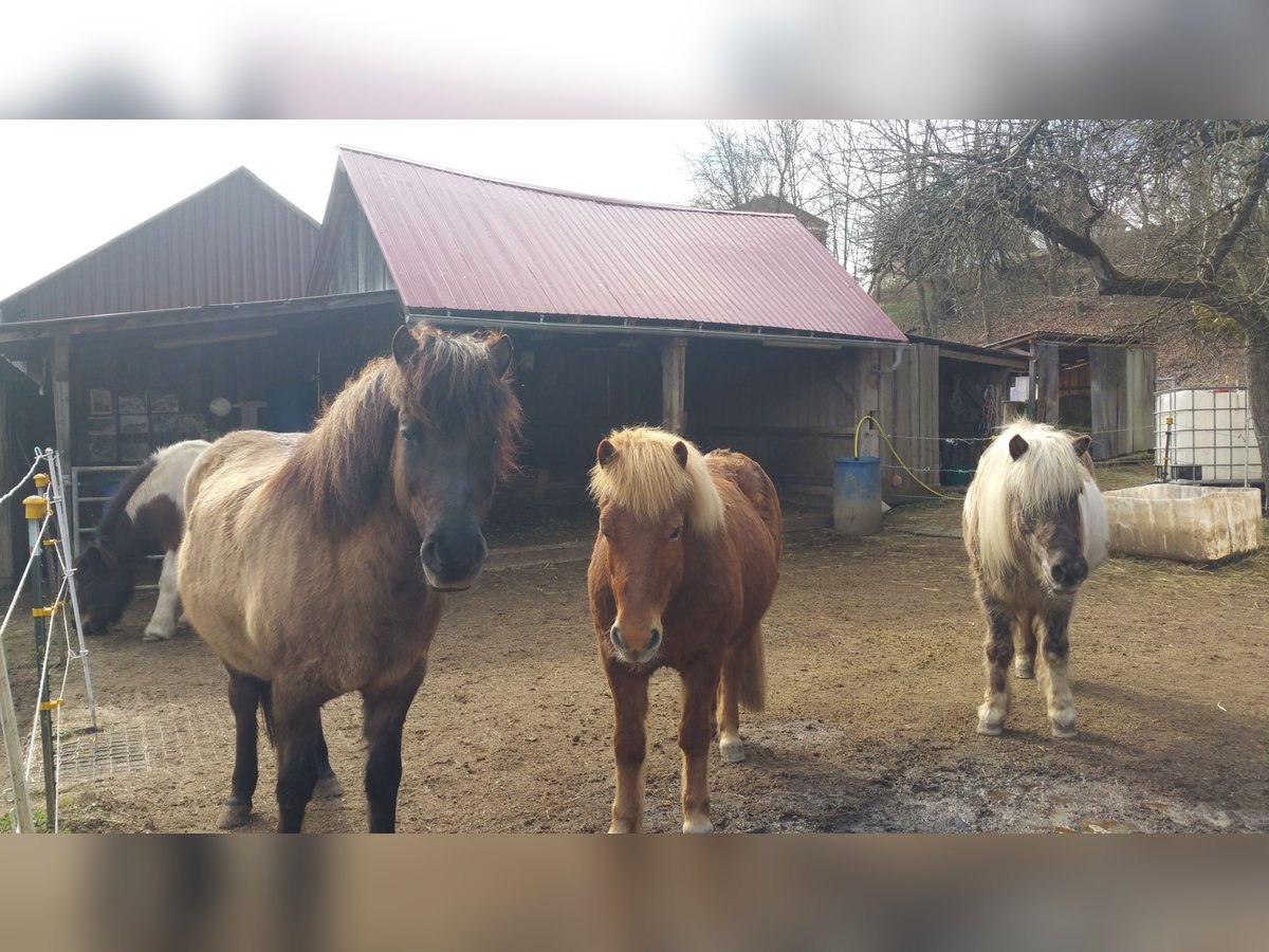 Pony Islandese Castrone 12 Anni in Mertingen