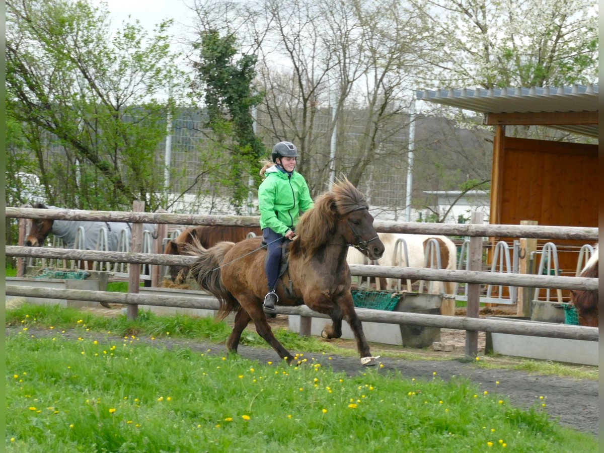 Pony Islandese Castrone 13 Anni 135 cm in Euskirchen