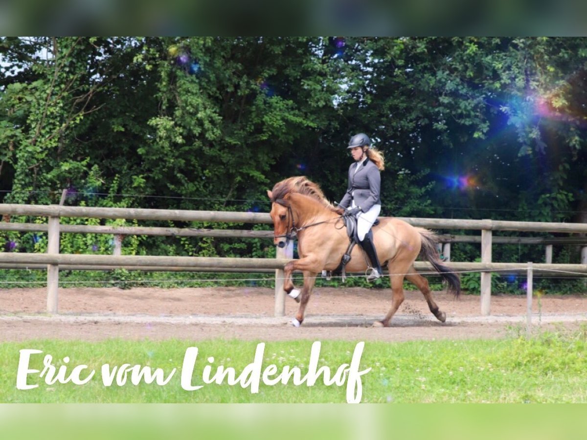 Pony Islandese Castrone 13 Anni 140 cm Falbo in Münster