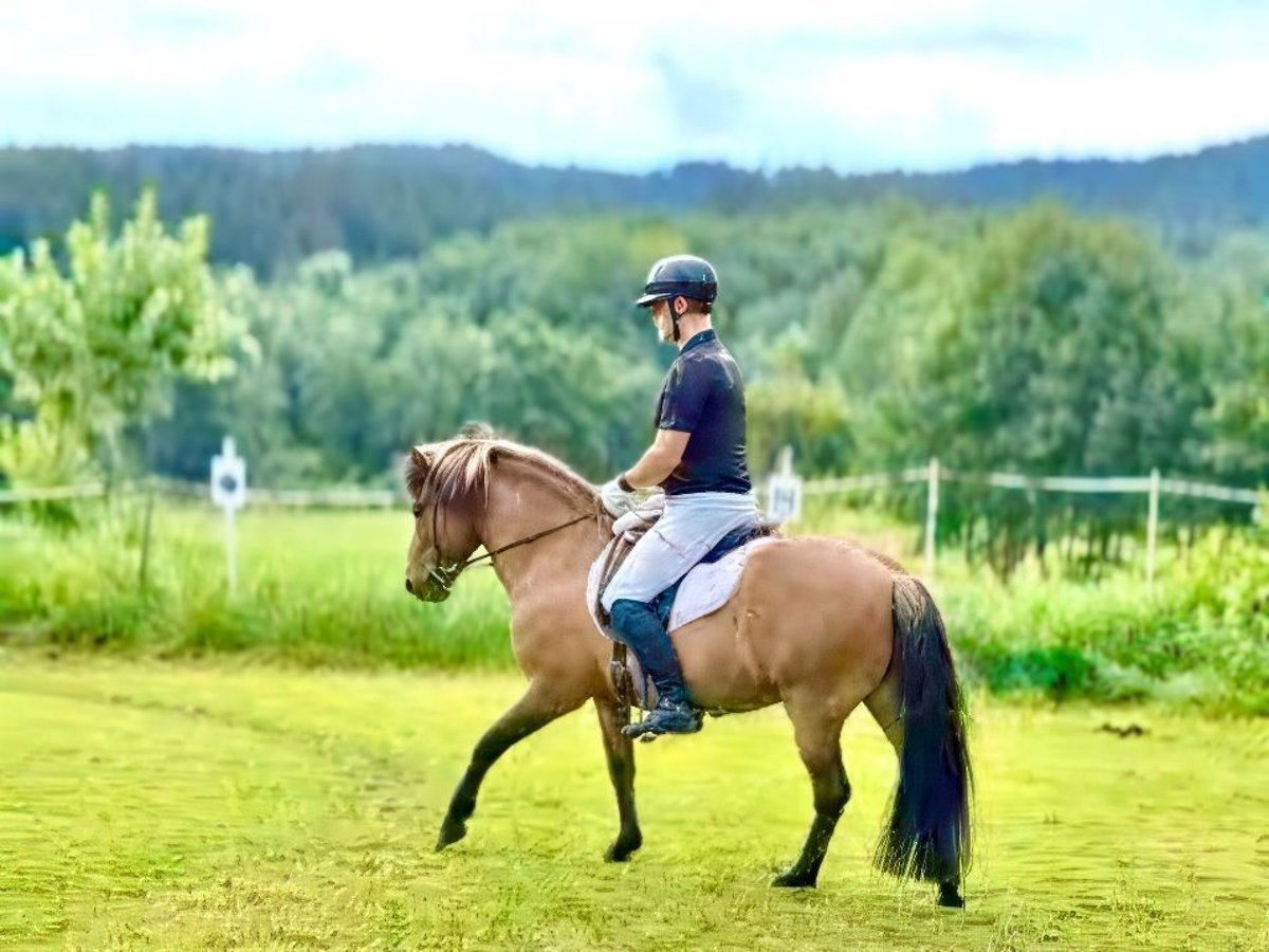 Pony Islandese Castrone 14 Anni 138 cm Falbo in M&#xFC;hlingen