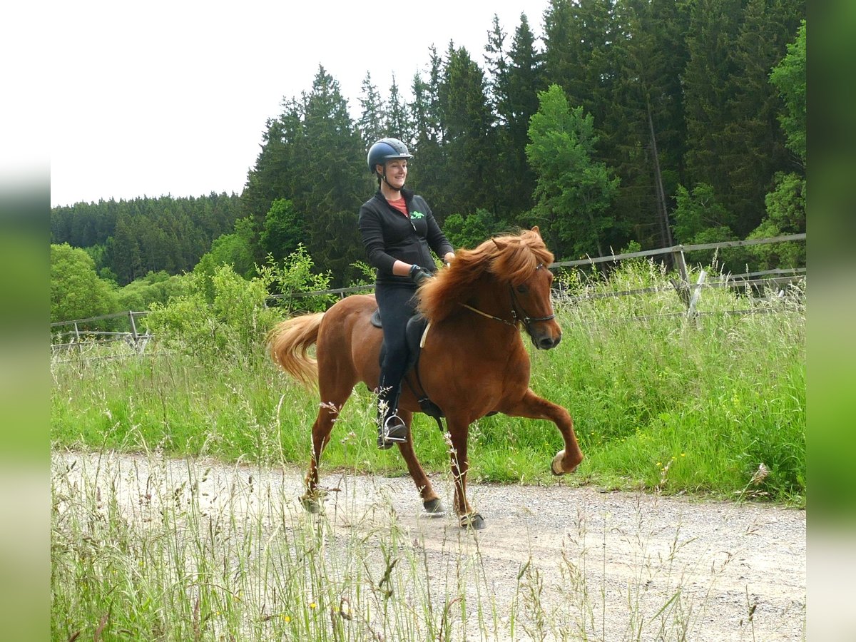 Pony Islandese Castrone 15 Anni 139 cm Falbo in Euskirchen