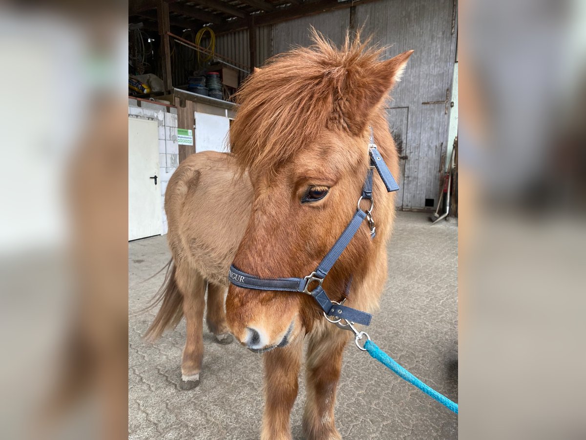 Pony Islandese Castrone 15 Anni 140 cm Falbo in Dettenheim