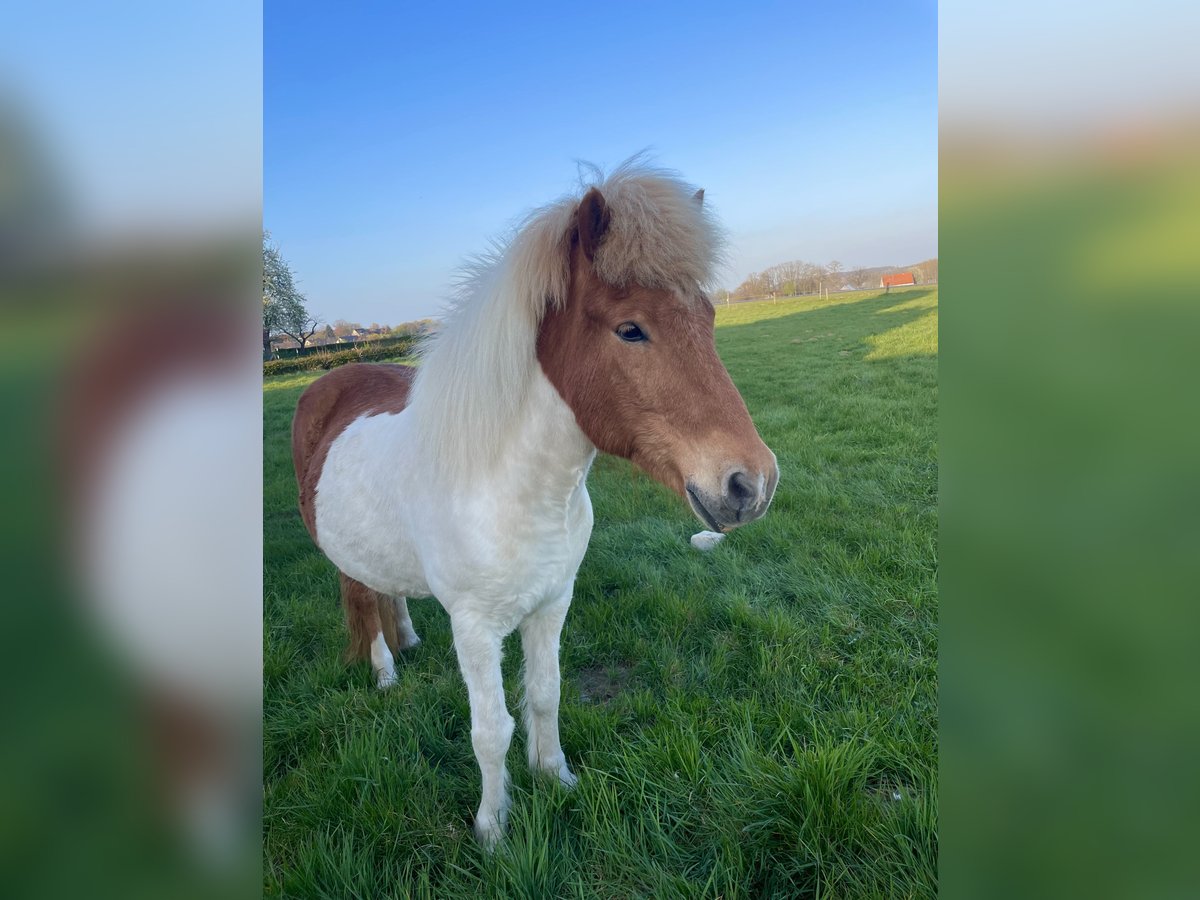 Pony Islandese Castrone 17 Anni Pezzato in Melle