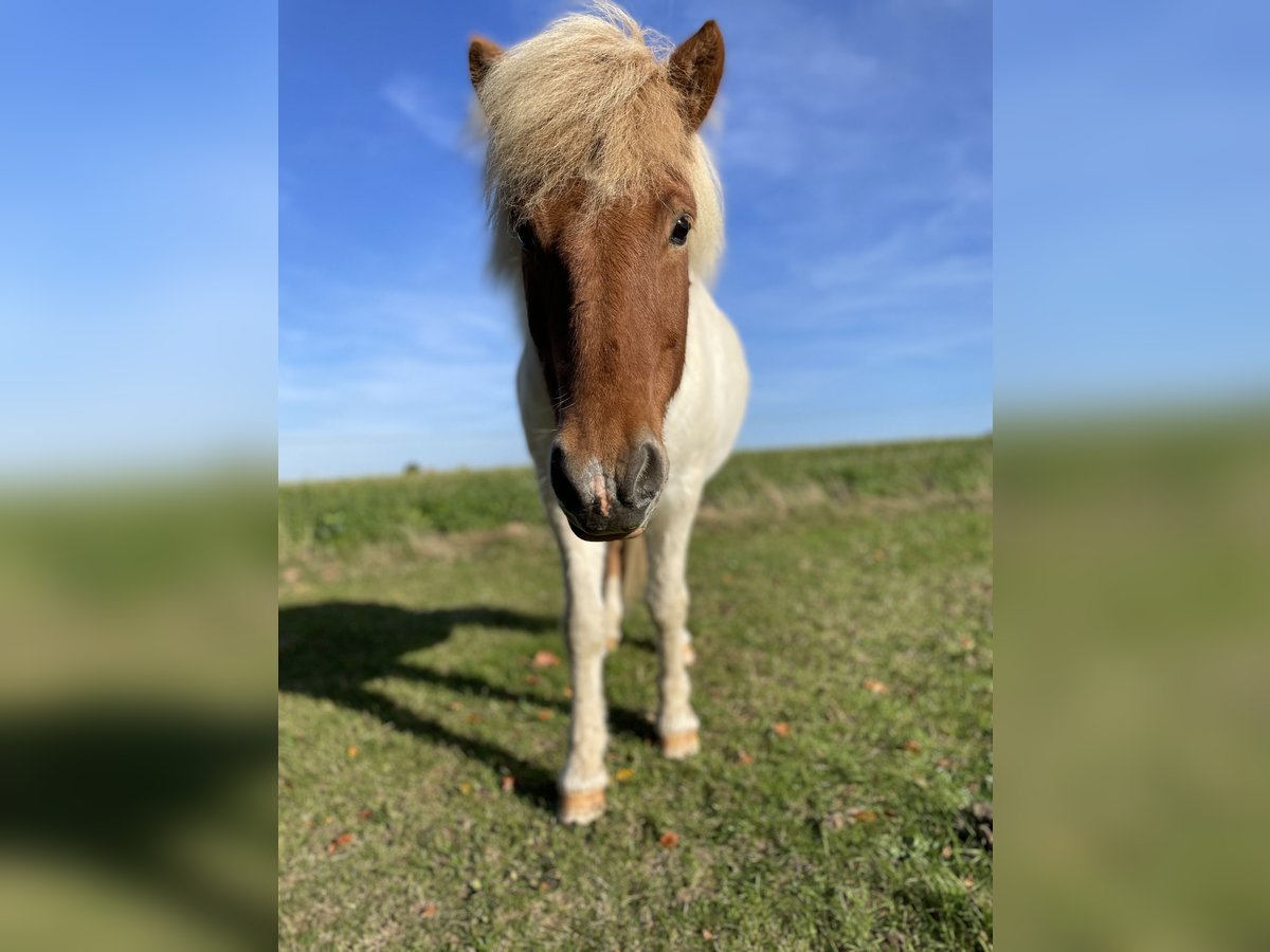 Pony Islandese Castrone 17 Anni Pezzato in Melle