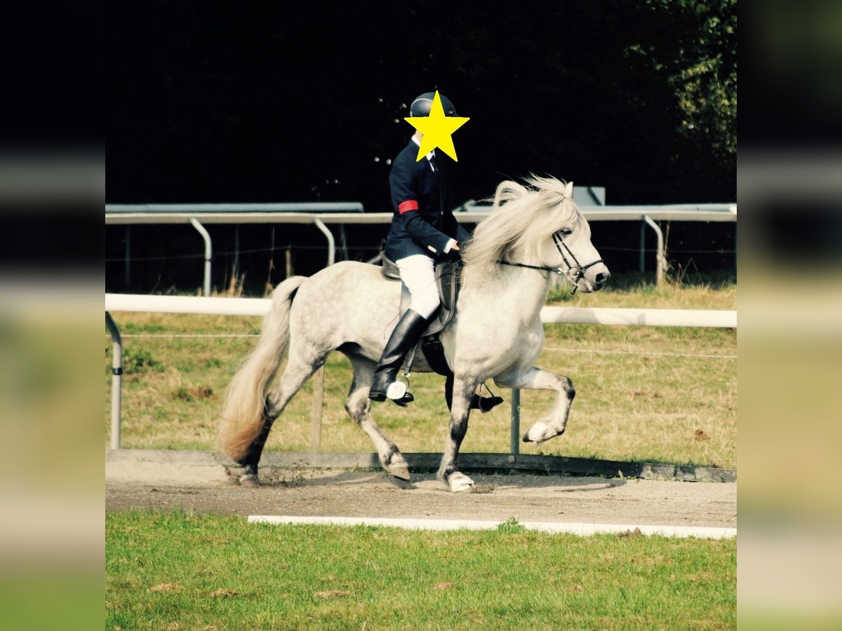 Pony Islandese Castrone 18 Anni 133 cm Grigio in Hamburg