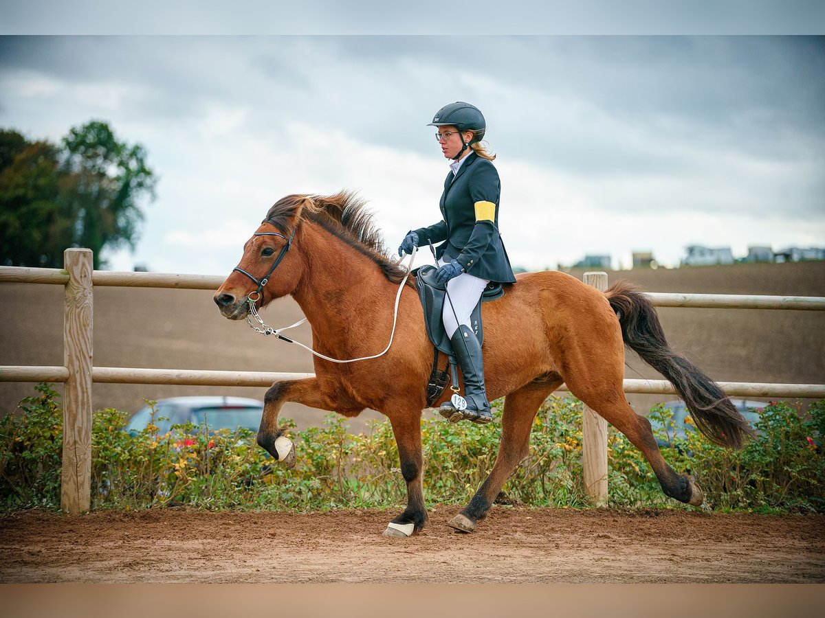Pony Islandese Castrone 18 Anni 140 cm Baio in Altenberge