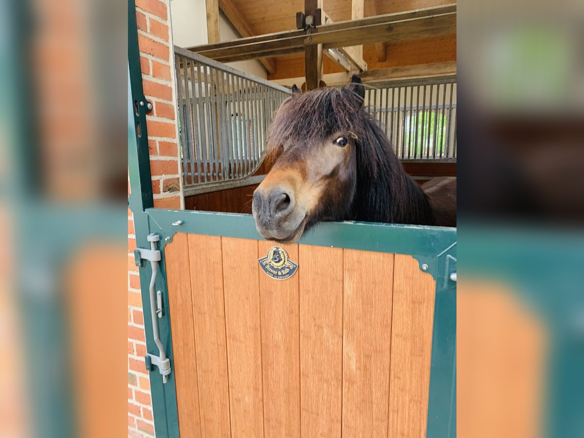 Pony Islandese Castrone 18 Anni 145 cm Baio chiaro in Hamburg Rahlstedt