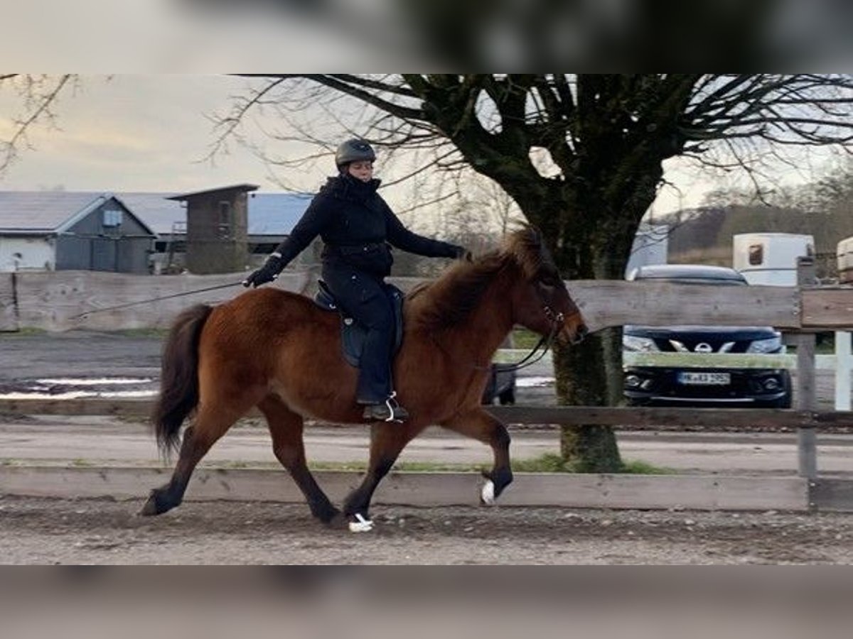 Pony Islandese Castrone 18 Anni in Schneverdingen