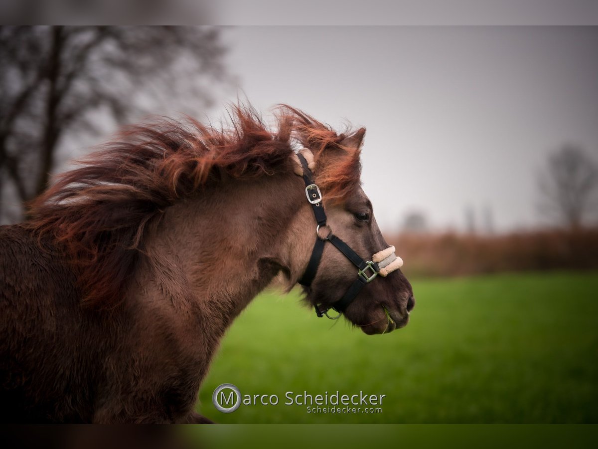 Pony Islandese Castrone 1 Anno Falbo in Gaißau