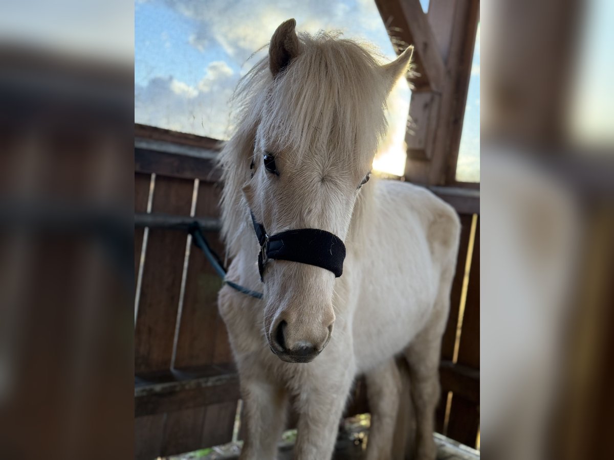 Pony Islandese Castrone 2 Anni 130 cm Palomino in Wiefelstede