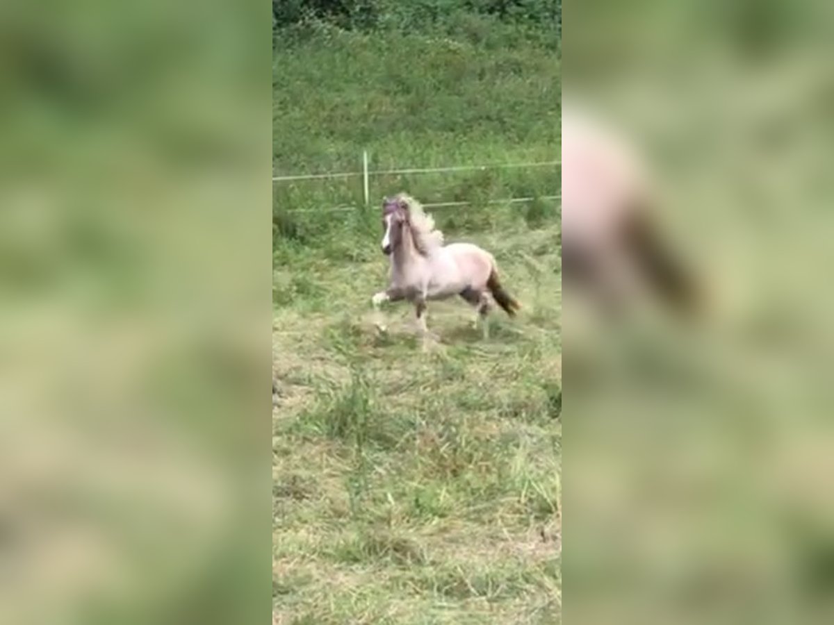 Pony Islandese Castrone 2 Anni 142 cm Pezzato in Ehringshausen