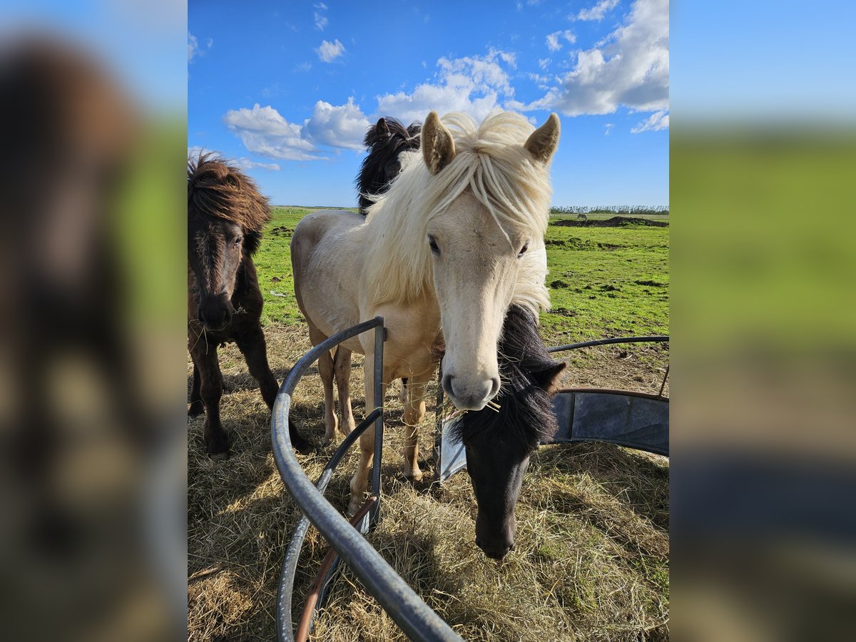 Pony Islandese Castrone 2 Anni 145 cm Bianco in Hella