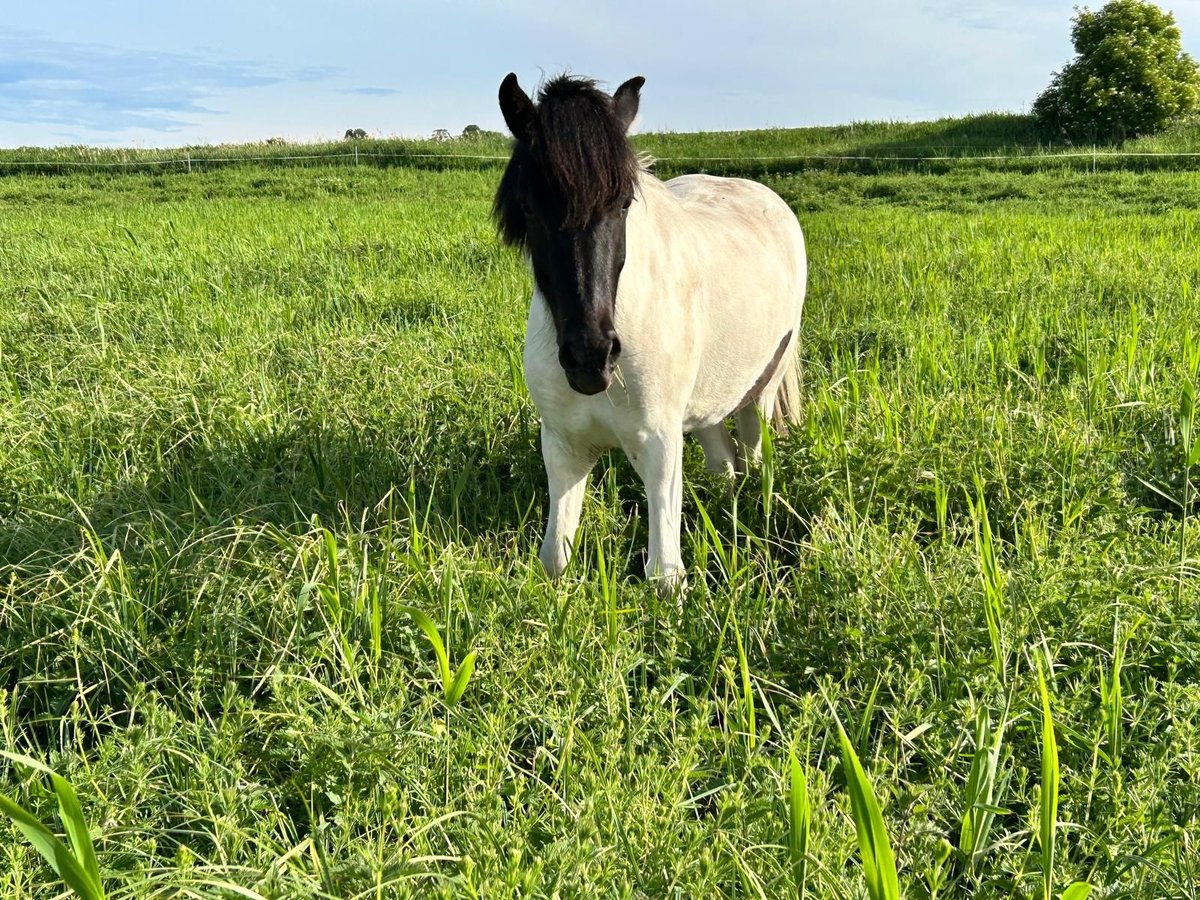 Pony Islandese Castrone 3 Anni 142 cm Pezzato in Neverin