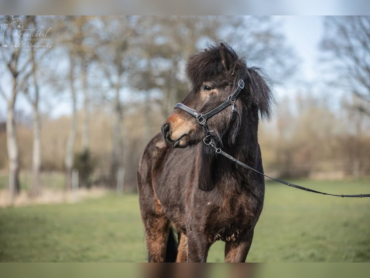 Pony Islandese Castrone 3 Anni in Lehmrade