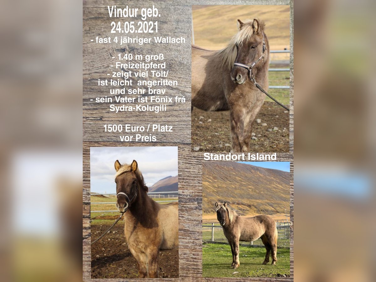 Pony Islandese Castrone 3 Anni in Reykjavik